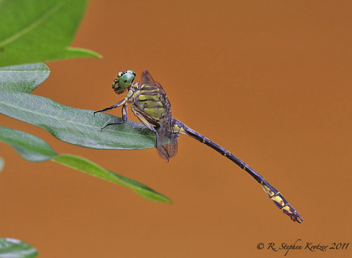 Stylurus townesi, male